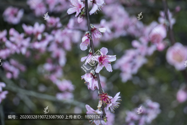桃花