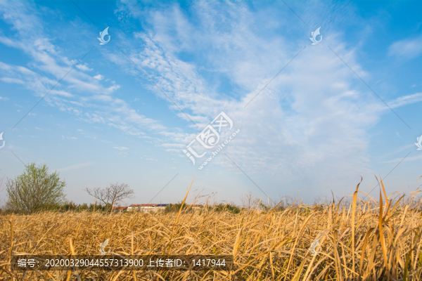 野草