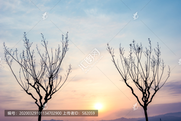 樹枝剪影背景素材