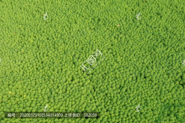 綠色植物背景素材