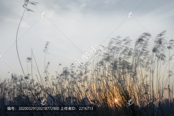日出