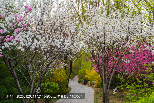 濟(jì)南千佛山百花齊放031