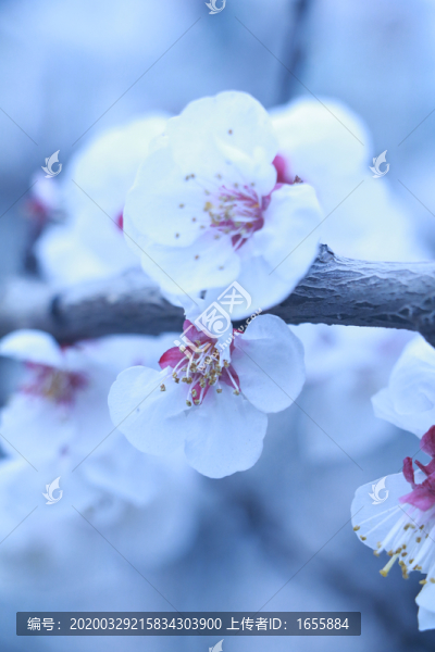櫻花