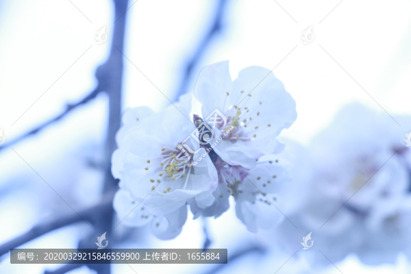 櫻花