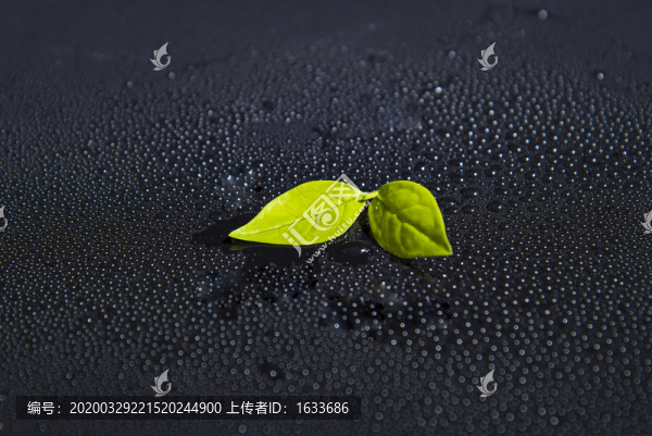樹葉葉脈