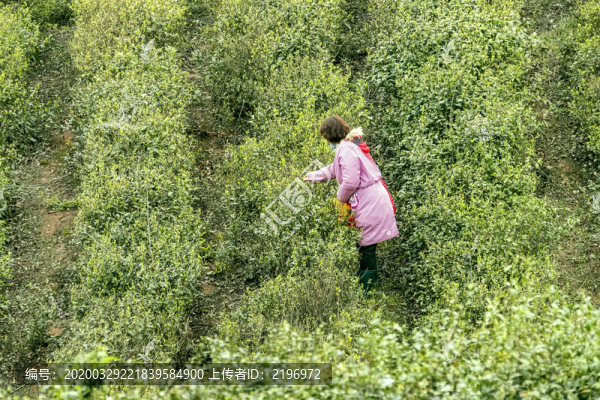 采茶的茶農(nóng)