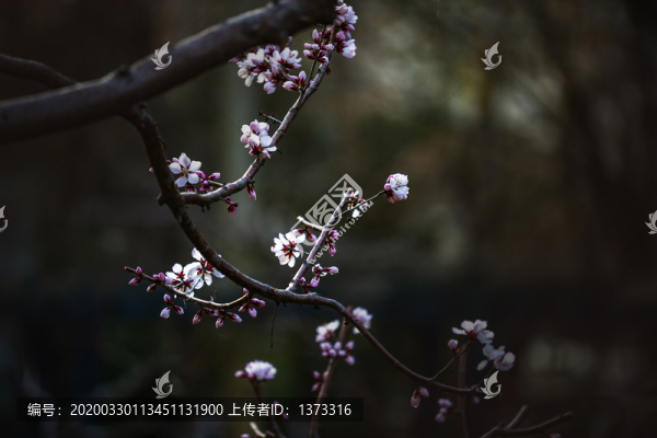 花卉