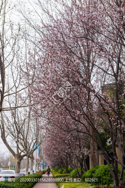 櫻花樹