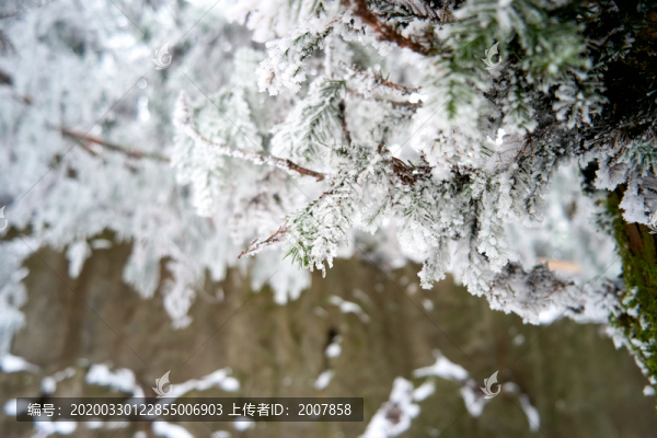 雪