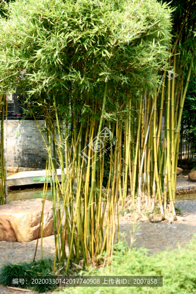 竹子花園