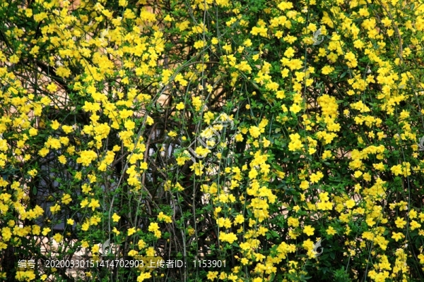 迎春花