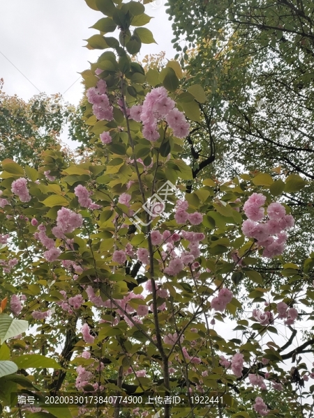 櫻花花與葉