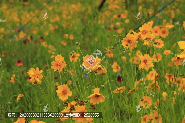 小黃花