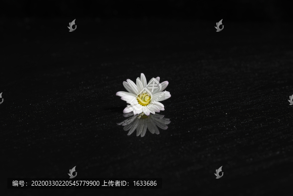 野菊花