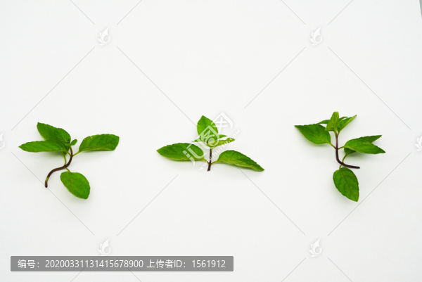 綠葉樹葉葉子