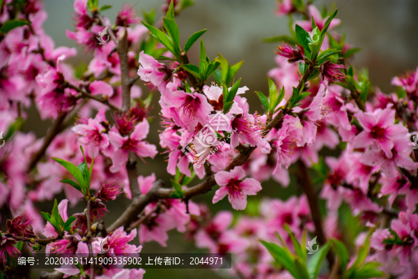 滿樹(shù)桃花