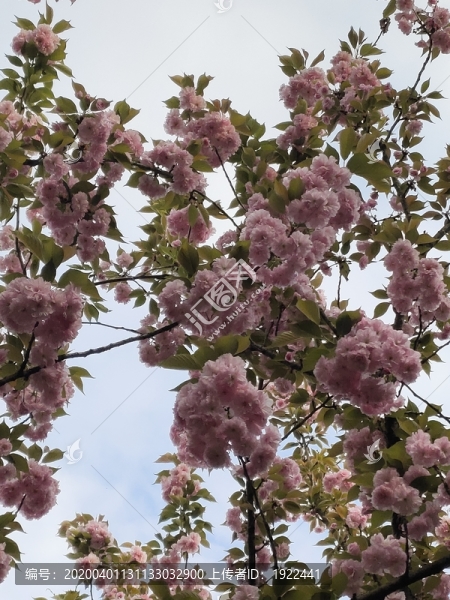 櫻花