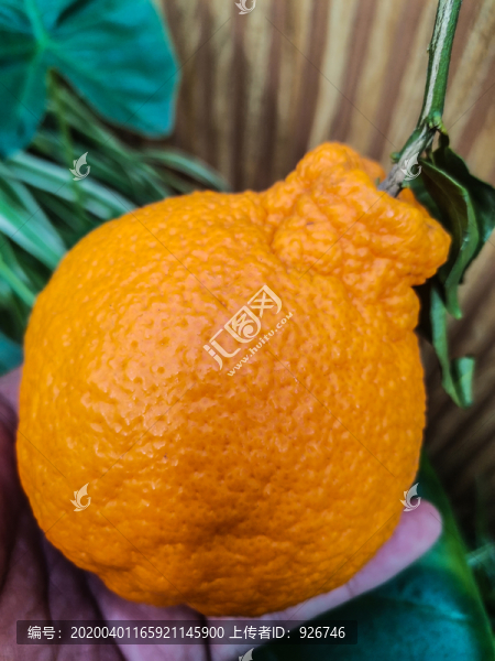 橘子
