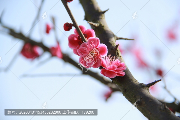 桃花