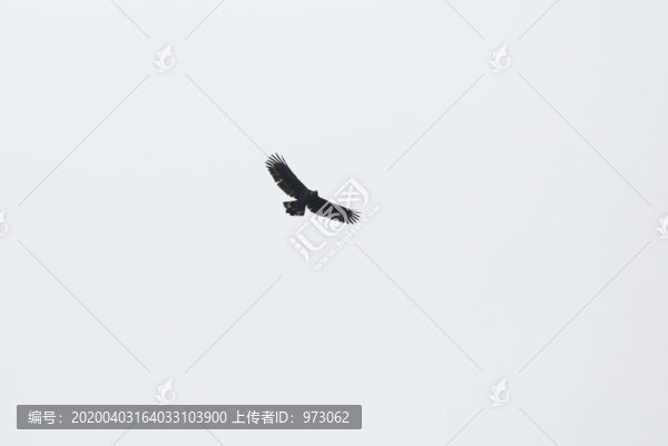 展翅飛翔