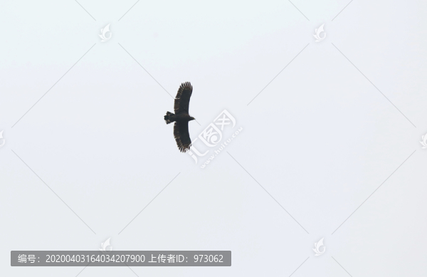 飛翔的蛇雕