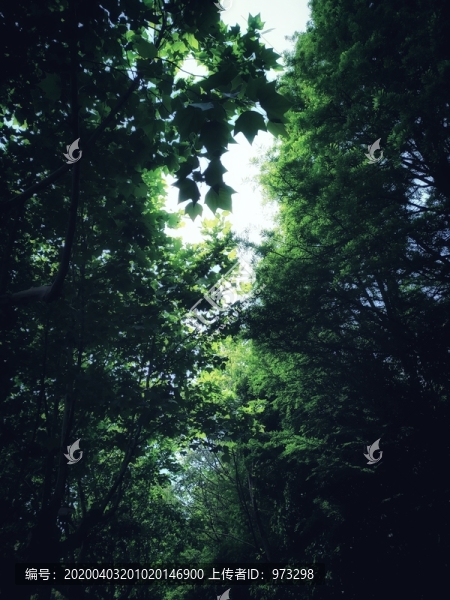 樹葉天空