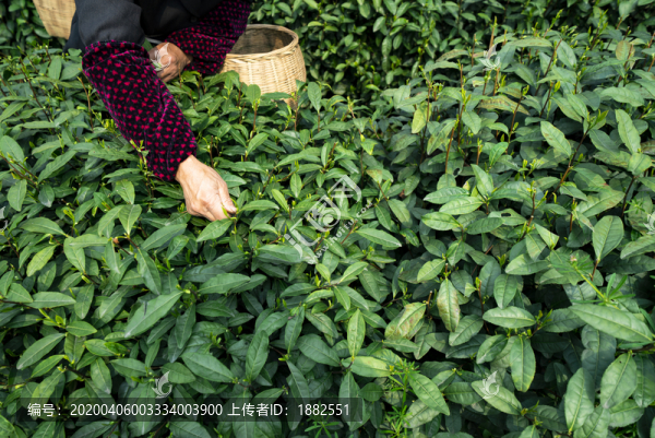 新鮮茶葉采摘