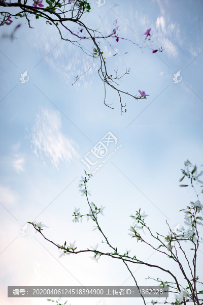 紫荊花