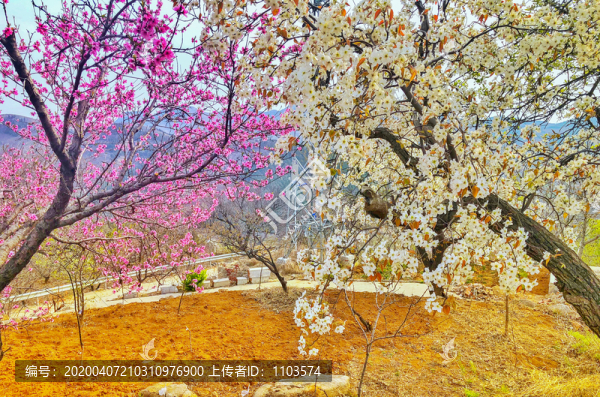 山路與山花004