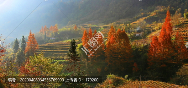 秋林