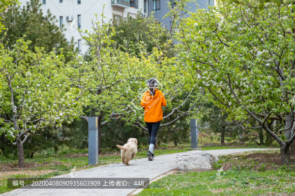 寵物金毛犬帶著狗跑步