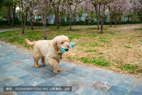 寵物金毛犬
