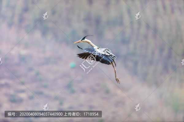 遼寧撫順清原飛翔的白鷺蒼鷺