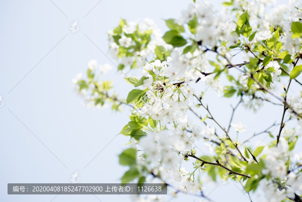 梨花