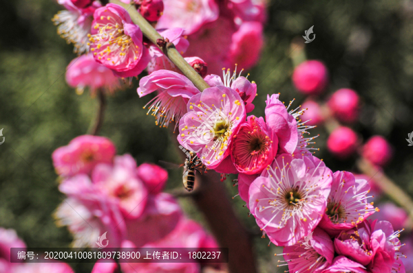 朱砂梅