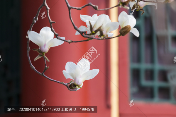 玉蘭花