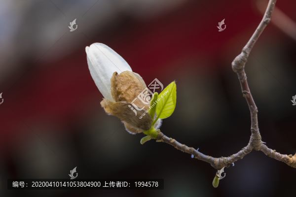 玉蘭
