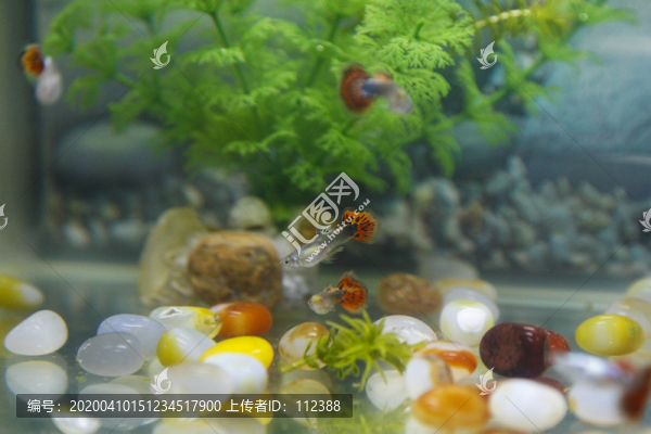 觀賞魚鳳尾魚小魚觀賞寵物