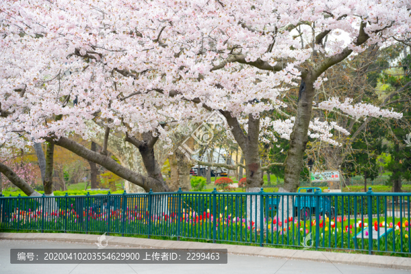 春天青島中山公園櫻花