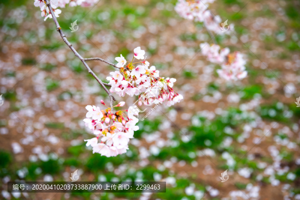 春天青島中山公園櫻花