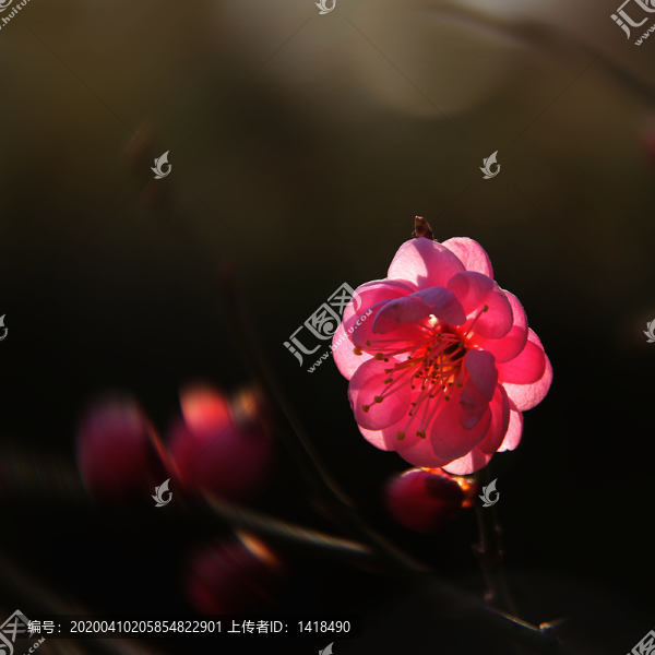 梅花