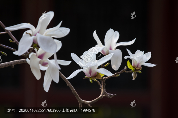 玉蘭