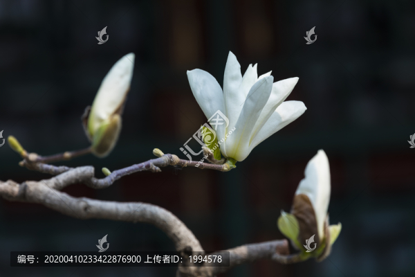 玉蘭