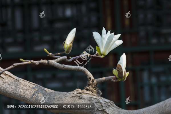 玉蘭