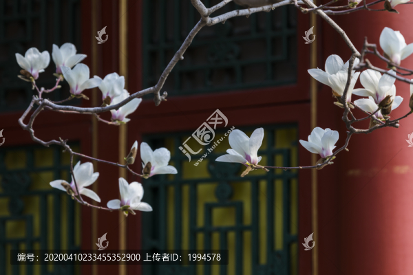 玉蘭