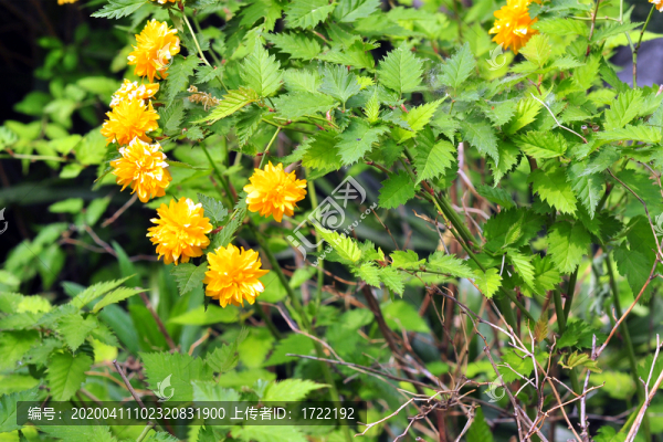 南京總統(tǒng)府花園