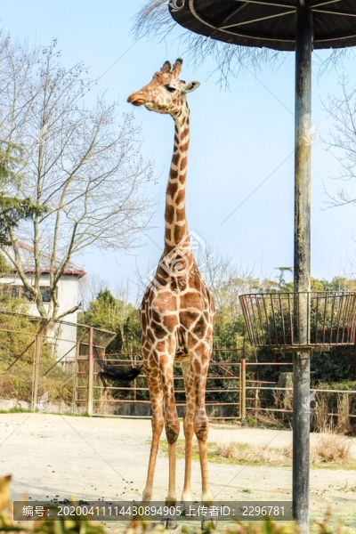 動(dòng)物園里的長頸鹿