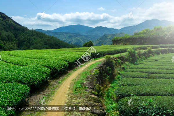 茶園風(fēng)光