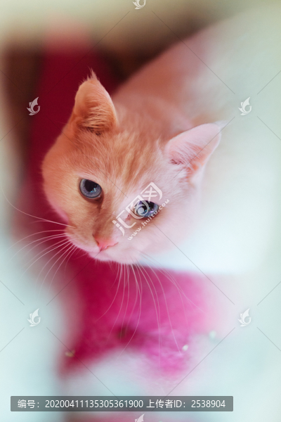 貓