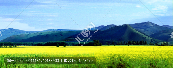 阿爾山油菜花海